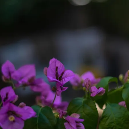 Palm Garden In Center With Big Terrace * سبليت