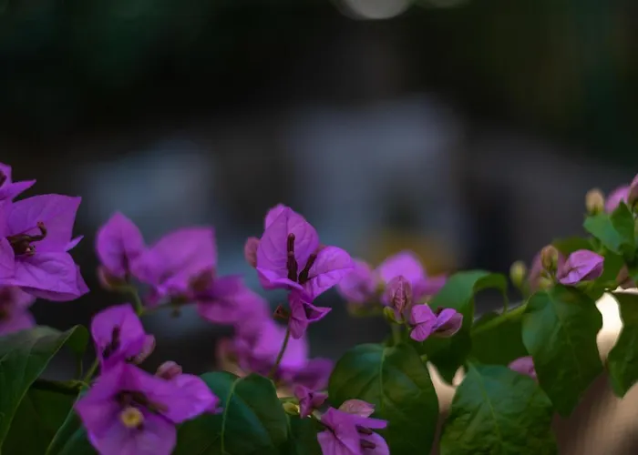 Palm Garden In Center With Big Terrace * 斯普利特